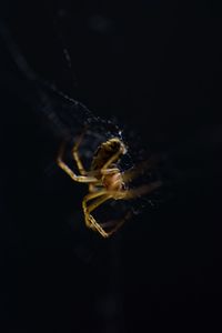 Close-up of spider on web
