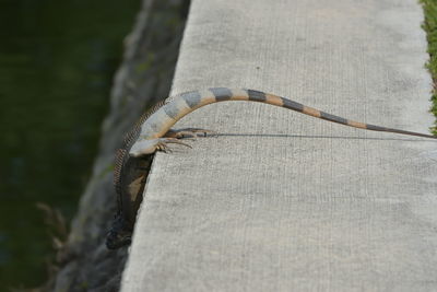 Close-up of lizard