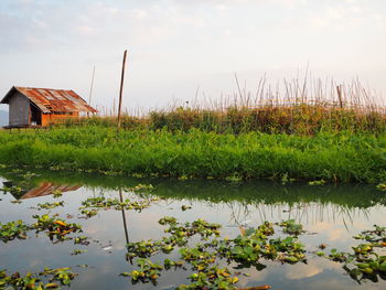 Plants growing by lake against sky