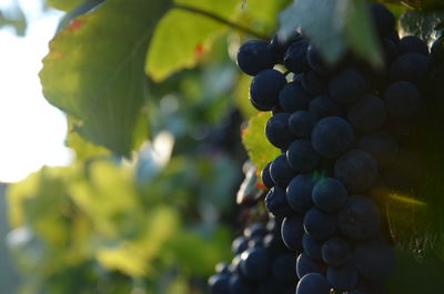 Close-up of grapes growing in vineyard