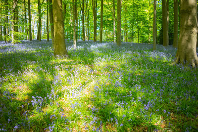 Scenic view of forest