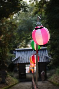 Close-up of lantern hanging on tree