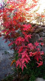 Close-up of red tree