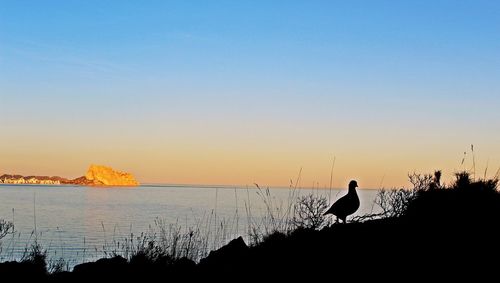 Silhouette of birds perching on sea against clear sky