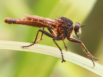 Close-up of dragonfly on plant