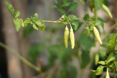 Close-up of fresh green plant