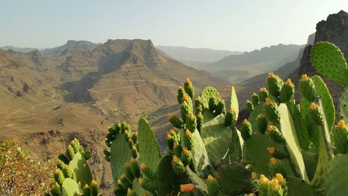 Close-up of prickly pear cactus against mountains
