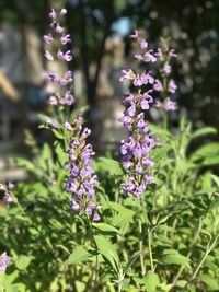 Close-up of purple flowers blooming outdoors