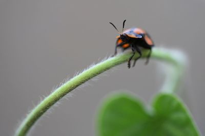 Close-up of insect on plant