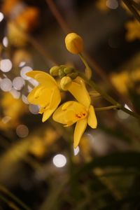 Close-up of yellow flowers blooming outdoors