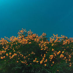 Low angle view of flowering plants against clear blue sky