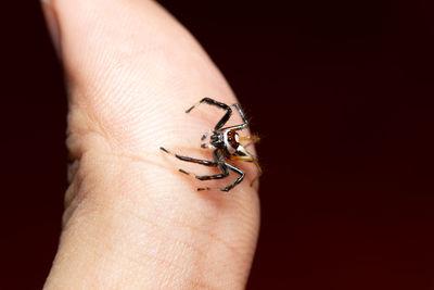 Close-up of a spider on hand over black background