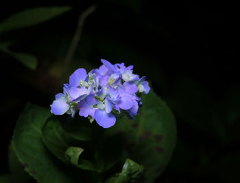 Close-up of purple flowering plant