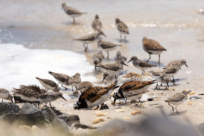 Flock of birds on sand