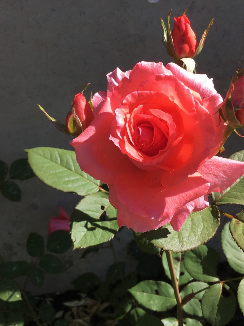 HIGH ANGLE VIEW OF ROSE ON RED ROSES