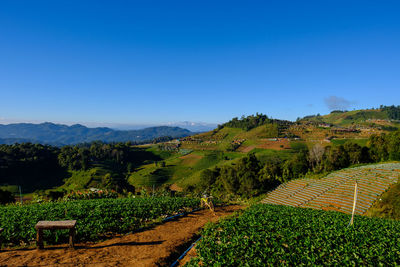 Scenic view of agricultural field against clear blue sky