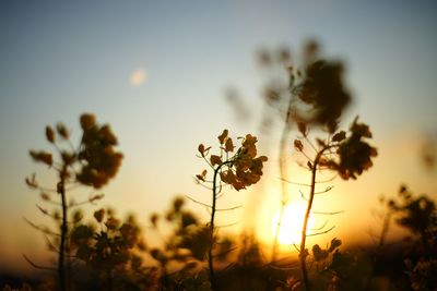 Close-up of flower plant on field against sky