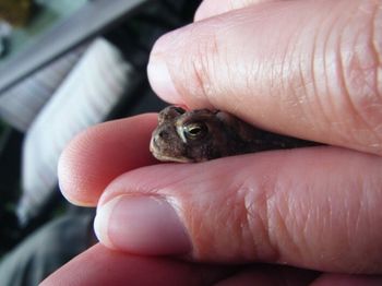 Close-up of cropped hand