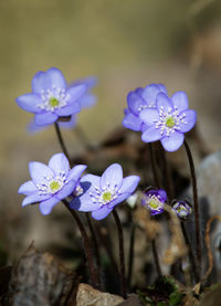 Liverleaf - leberblümchen 