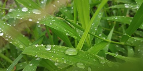 Close-up of wet leaves on rainy day