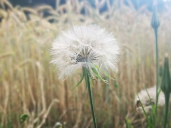 Close-up of white dandelion flower