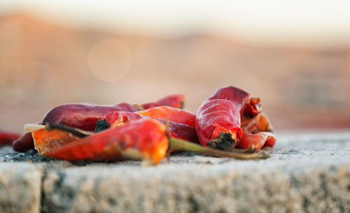 Close-up of red chili peppers