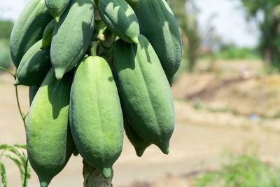 Close-up of fresh green leaf