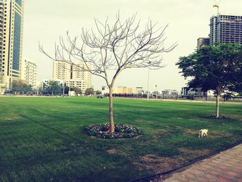 View of park in city