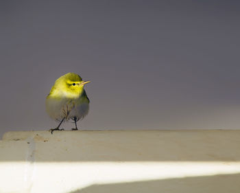 Bird perching on wall