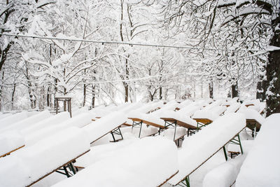 Snow covered trees