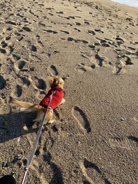 High angle view of dog on sand