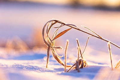 Autumn's frozen whisper. meadows embracing winter's arrival in northern europe