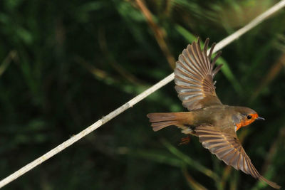 View of bird flying