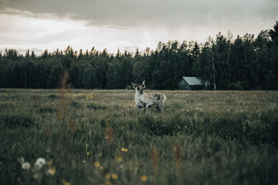 Deer standing on meadow