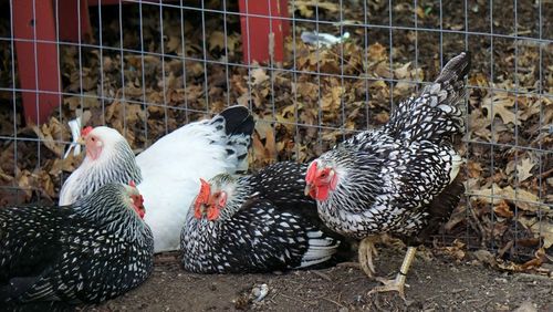 Rooster perching in cage