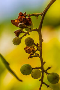 Close-up of fruit growing on tree