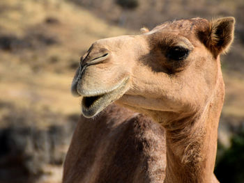 Close-up of an animal