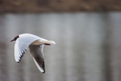 Close-up of swan flying
