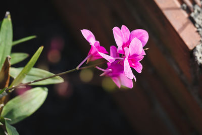 Close-up of pink flowers
