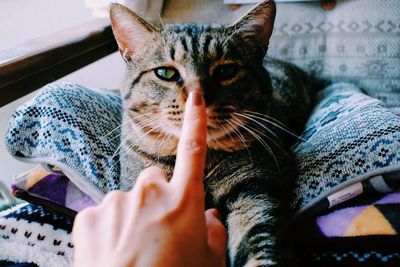 Close-up of tabby cat