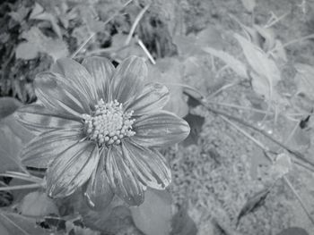 Close-up of flower