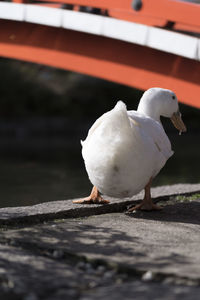 Close-up of bird perching outdoors