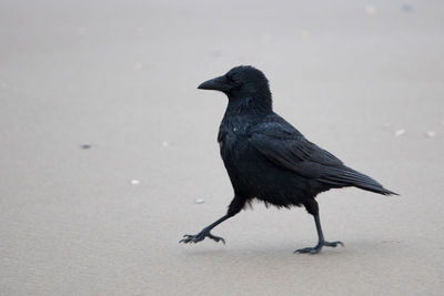 Close-up of bird perching