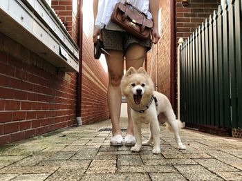 Low section of man with dog walking on sidewalk