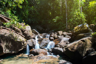 View of rocks and trees in forest