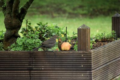 Close-up of bird perching on wood