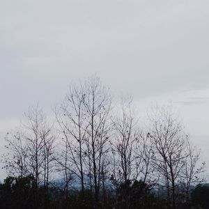 Bare trees against sky