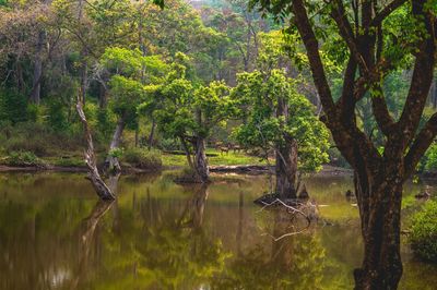 Trees by lake in forest