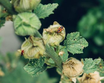 Close-up of insect on plant