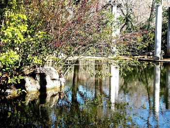 Reflection of trees in water